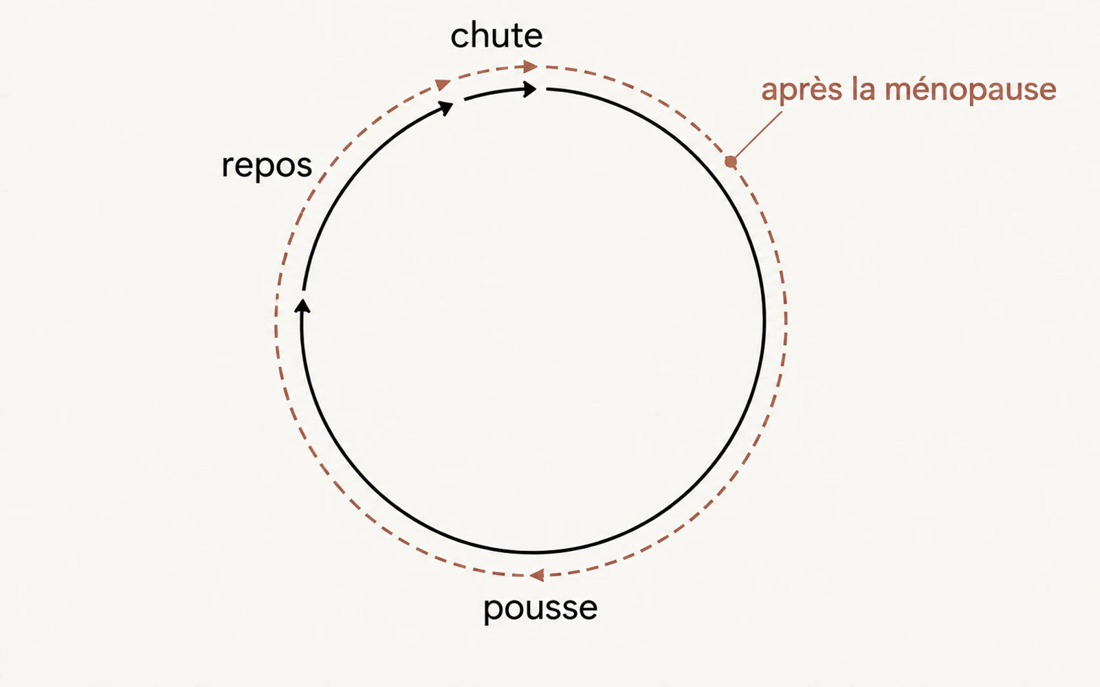 La phase de pousse raccourcit. La racine, elle, est toujours là.